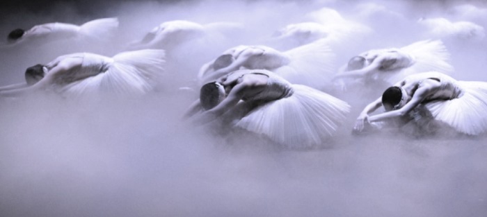swans mist