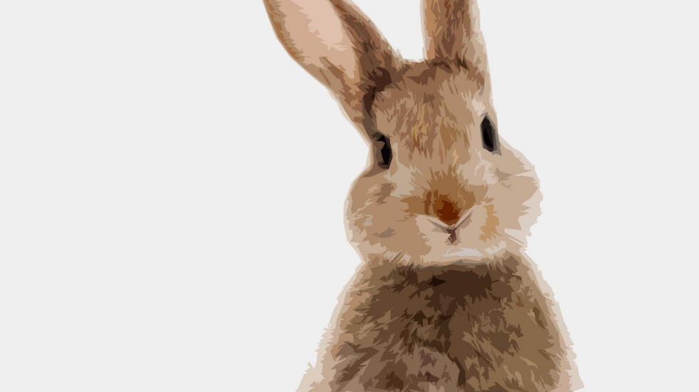 rabbit