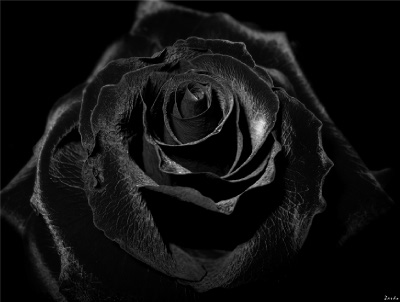 black rose