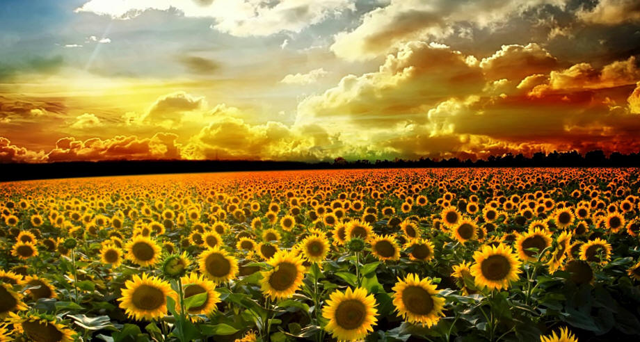 sunflowers