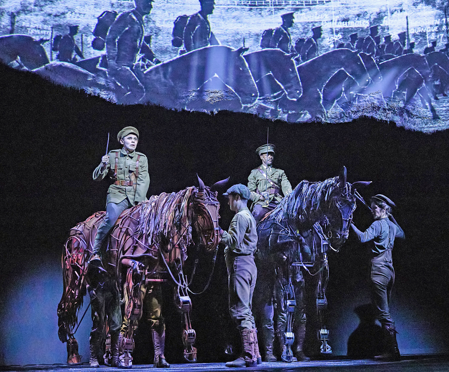 cropped horse